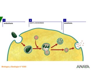 UNIDAD
3
Biología y Geología 4.º ESO
UNIDAD
1
El transporte a través de la membrana
endozitosia
1 2
GEHI LISOSOMAK
3
exozitosia.
 