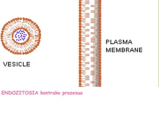 ENDOZITOSIA kontrako prozesua
 