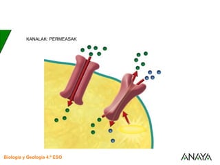 UNIDAD
3
Biología y Geología 4.º ESO
UNIDAD
1
El transporte a través de la membrana
KANALAK: PERMEASAK
 