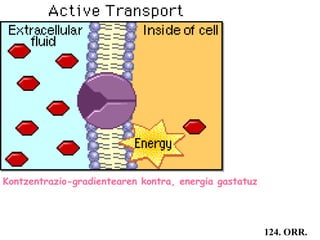 124. ORR.
Kontzentrazio-gradientearen kontra, energia gastatuz
 