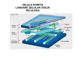 ZELULA PARETA
LANDARE ZELULAK SOILIK
ZELULOSA
 