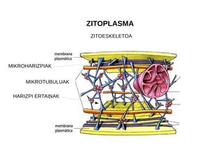 ZITOPLASMA
ZITOESKELETOA
MIKROHARIZPIAK
HARIZPI ERTAINAK
MIKROTUBULUAK
 