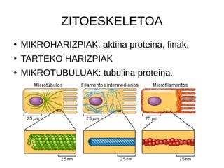 ZITOESKELETOA
● MIKROHARIZPIAK: aktina proteina, finak.
● TARTEKO HARIZPIAK
● MIKROTUBULUAK: tubulina proteina.
 