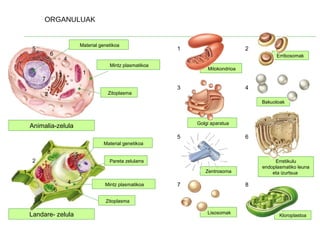 Kloroplastoa
Lisosomak
Erretikulu
endoplasmatiko leuna
eta izurtsuaZentrosoma
Bakuoloak
Golgi aparatua
Erribosomak
Mitokondrioa
Animalia-zelula
Landare- zelula
1
1
2
2
3
3
4
4
5
5
6
6
7
7
8
1
Mintz plasmatikoa
Zitoplasma
Material genetikoa
2
3 4
5 6
7 8Mintz plasmatikoa
Material genetikoa
Pareta zelularra
Zitoplasma
ORGANULUAK
 