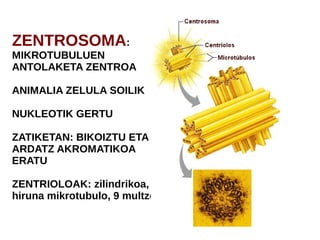 ZENTROSOMA:
MIKROTUBULUEN
ANTOLAKETA ZENTROA
ANIMALIA ZELULA SOILIK
NUKLEOTIK GERTU
ZATIKETAN: BIKOIZTU ETA
ARDATZ AKROMATIKOA
ERATU
ZENTRIOLOAK: zilindrikoa,
hiruna mikrotubulo, 9 multzo
 