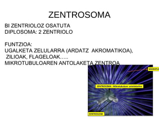 ZENTROSOMA
BI ZENTRIOLOZ OSATUTA
DIPLOSOMA: 2 ZENTRIOLO
FUNTZIOA:
UGALKETA ZELULARRA (ARDATZ AKROMATIKOA),
ZILIOAK, FLAGELOAK…..
MIKROTUBULOAREN ANTOLAKETA ZENTROA
 