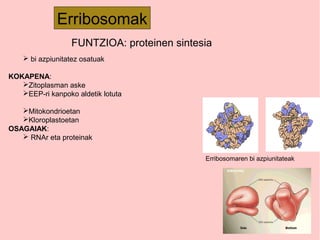 Erribosomak
Erribosomaren bi azpiunitateak
 bi azpiunitatez osatuak
KOKAPENA:
Zitoplasman aske
EEP-ri kanpoko aldetik lotuta
Mitokondrioetan
Kloroplastoetan
OSAGAIAK:
 RNAr eta proteinak
FUNTZIOA: proteinen sintesia
 