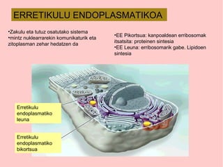 ERRETIKULU ENDOPLASMATIKOA
Erretikulu
endoplasmatiko
leuna
Erretikulu
endoplasmatiko
bikortsua
•Zakulu eta tutuz osatutako sistema
•mintz nuklearrarekin komunikaturik eta
zitoplasman zehar hedatzen da
•EE Pikortsua: kanpoaldean erribosomak
itsatsita: proteinen sintesia
•EE Leuna: erribosomarik gabe. Lipidoen
sintesia
 