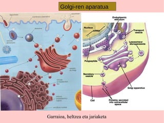 Garraioa, heltzea eta jariaketa
Golgi-ren aparatua
 