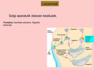 Lisosomak
Autofagosoma
Lisosomak
hondatutako
organulua
digeritzen
•Funtzioa: liseriketa zelularra. Digestio
entzimak.
Golgi aparatutik datozen besikulak.
 