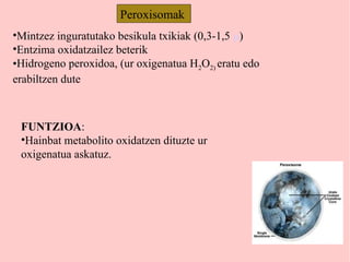 •Mintzez inguratutako besikula txikiak (0,3-1,5 μ)
•Entzima oxidatzailez beterik
•Hidrogeno peroxidoa, (ur oxigenatua H2O2) eratu edo
erabiltzen dute
FUNTZIOA:
•Hainbat metabolito oxidatzen dituzte ur
oxigenatua askatuz.
Peroxisomak
 
