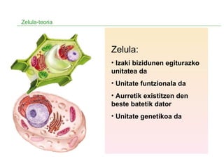 Zelula-teoria
Zelula:
• Izaki bizidunen egiturazko
unitatea da
• Unitate funtzionala da
• Aurretik existitzen den
beste batetik dator
• Unitate genetikoa da
 