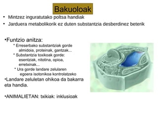 ●
Mintzez inguratutako poltsa handiak
●
Jarduera metabolikorik ez duten substantzia desberdinez beterik
Bakuoloak
•Funtzio anitza:
* Erreserbako substantziak gorde
almidoia, proteinak, gantzak...
* Substantzia toxikoak gorde:
esentziak, nitotina, opioa,
erretxinak...
* Ura gorde landare zelularen
egoera isotonikoa kontrolatzeko
•Landare zeluletan ohikoa da bakarra
eta handia.
•ANIMALIETAN: txikiak: inklusioak
 