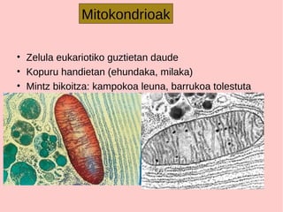 • Zelula eukariotiko guztietan daude
• Kopuru handietan (ehundaka, milaka)
• Mintz bikoitza: kampokoa leuna, barrukoa tolestuta
Mitokondrioak
 