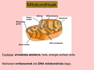 Barne mintza
Mintzarteko
gunea
Kanpo
mintza
ATP-a sintetasak
Gandorra
Matriza DNA zirkularra
Barne mintza
Mintzarteko
gunea
Kanpo
mintza
ATP-a sintetasak
Gandorrak
Matriza DNA zirkularra
Mitokondrioak
Funtzioa: arnasketa zelularra, hots, energia sortzen dute.
Matrizean erribosomak eta DNA mitokondriala dago,
 