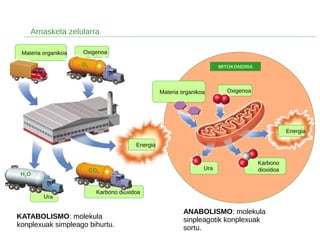 Materia organikoa Oxigenoa
Karbono dioxidoa
Ura
Arnasketa zelularra
MITOKONDRIA
Karbono
dioxidoaUraCO2
H2O
O2
Energia
OxigenoaMateria organikoa
Energia
KATABOLISMO: molekula
konplexuak simpleago bihurtu.
ANABOLISMO: molekula
sinpleagotik konplexuak
sortu.
 