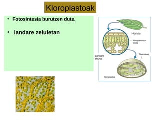 Kloroplastoak
●
Fotosintesia burutzen dute.
●
landare zeluletan Hostoa
Kloroplastodun
zelula
Landare
ehuna
Tilakoideak
Kloroplastoa
 