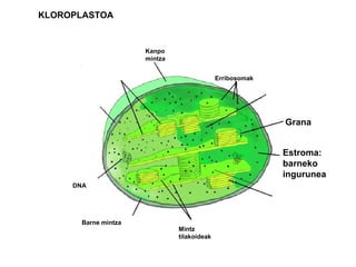 Erribosomak
Grana
Estroma:
barneko
ingurunea
DNA
Kanpo
mintza
Barne mintza
Mintz
tilakoideak
KLOROPLASTOA
 