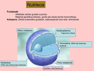 Nukleoa
Funtzioak:
Aktibitate zelular guztiak zuzendu
Material genetikoa bikoiztu, gorde eta zelula berriei transmititzea.
Kokapena: Zelula eukariotiko guztietan, salbuespenak izan ezik: eritrozitoak
Mintz nuklearra Nukleoplasma
•Kromatina: DNA eta histonaz
osaturik
Nukleoloa:
•RNAr eta erribosomak sintetizatu
Poro nuklearrak
Mintz nuklearra Nukleoplasma
Poro nuklearrak
Mintz nuklearra Nukleoplasma:
•ingurune urtsua
Nukleo interfasikoa
 