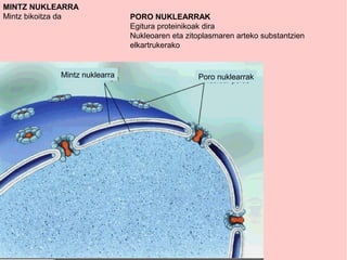 MINTZ NUKLEARRA
Mintz bikoitza da
Mintz nuklearra Poro nuklearrak
PORO NUKLEARRAK
Egitura proteinikoak dira
Nukleoaren eta zitoplasmaren arteko substantzien
elkartrukerako
 