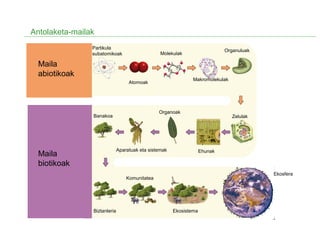 Antolaketa-mailak
Maila
abiotikoak
Maila
biotikoak
Partikula
subatomikoak
Atomoak
Molekulak
Makromolekulak
Organuluak
Zelulak
Ehunak
Organoak
Aparatuak eta sistemak
Banakoa
Biztanleria
Komunitatea
Ekosistema
Ekosfera
 