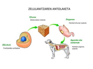 ZELULA
Funtzesko unitatea
Ehuna
Zelula askoz osatuta Organoa
Hainbat ehunaz osatuta
Aparato eta
sistemak
Hainbat organoz
osatuta
ZELULANITZAREN ANTOLAKETA
 