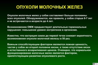 Опухоли молочных желез у собак составляют больше половины всех опухолей. Обнаруживаются, как правило, у собак старше 6-7 лет и не встречаются в возрасте до 4 лет.  Возникновению ОМЖ предшествуют длительные гормональные нарушения: повышение уровня экстрогенов в организме. Известно, что кастрация самок до первой течки снижает вероятность возникновения опухоли молочной железы в 50 раз. Важным способствующим фактором являются ложная щенность, частая у собак во второй половине жизни, а также отсутствие вязок  и естественного вскармливания щенков. Очевидно, что нормальное функционирование молочных желез является фактором, препятствующим развитию опухолевого роста.  ОПУХОЛИ МОЛОЧНЫХ ЖЕЛЕЗ 