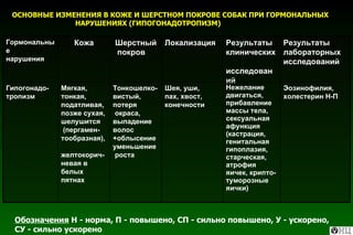ОСНОВНЫЕ ИЗМЕНЕНИЯ В КОЖЕ И ШЕРСТНОМ ПОКРОВЕ СОБАК ПРИ ГОРМОНАЛЬНЫХ НАРУШЕНИЯХ (ГИПОГОНАДОТРОПИЗМ) Обозначения  Н - норма, П - повышено, СП - сильно повышено, У - ускорено, СУ - сильно ускорено   Эозинофилия,  холестерин Н-П  Нежелание двигаться,  прибавление массы тела, сексуальная афункция (кастрация, генитальная гипоплазия, старческая,  атрофия яичек, крипто- туморозные яички)  Шея, уши, пах, хвост, конечности  Тонкошелко- вистый, потеря  окраса, выпадение волос +облысение уменьшение  роста  Мягкая, тонкая, податливая, позже сухая, шелушится   (пергамен-  тообразная),  желтокорич- невая в белых пятнах  Гипогонадо-тропизм Результаты лабораторных исследований Результаты  клинических  исследований Локализация Шерстный  покров Кожа Гормональные нарушения 