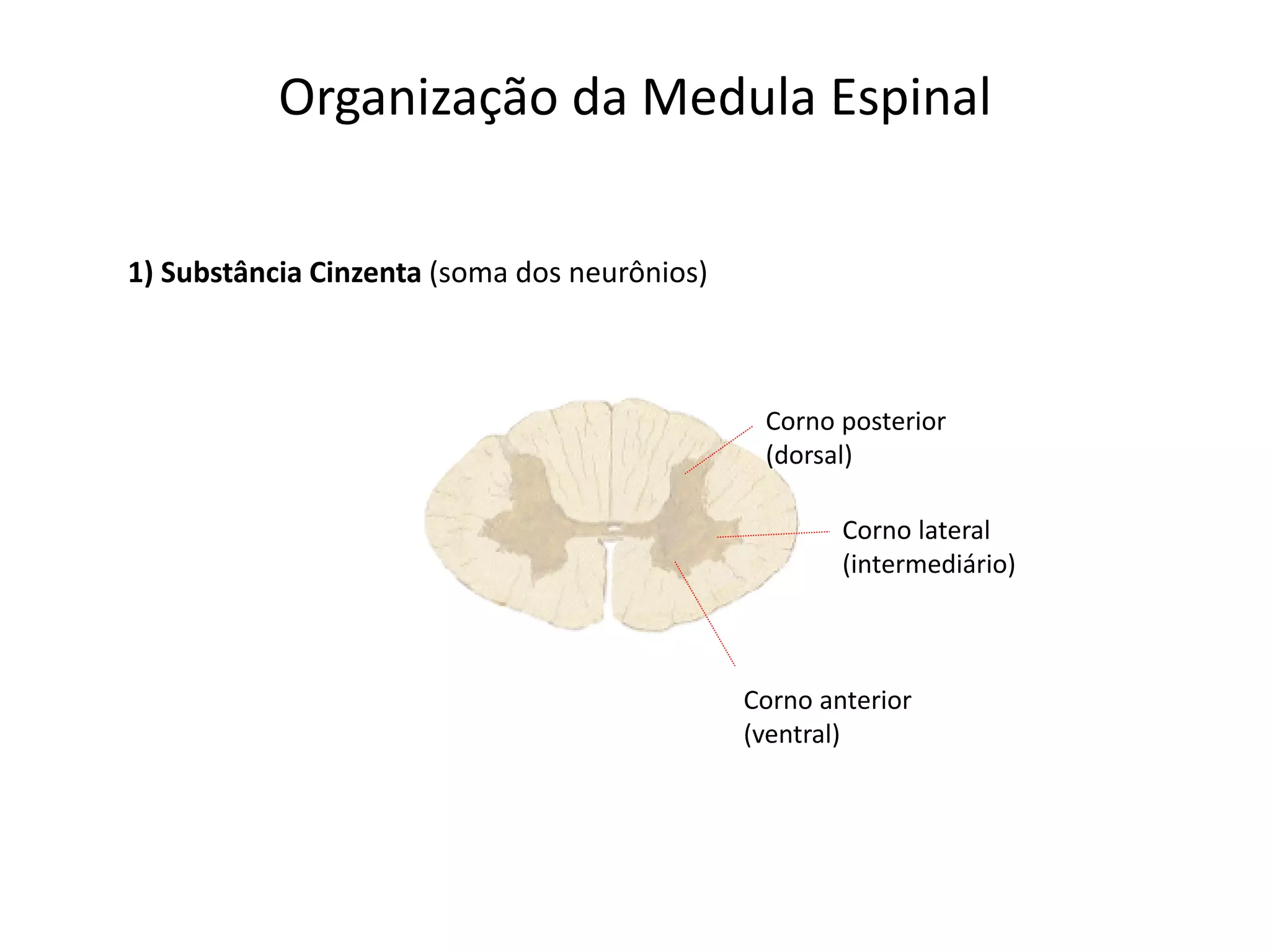Organização da Medula Espinal
Corno posterior
(dorsal)
Corno lateral
(intermediário)
Corno anterior
(ventral)
1) Substância Cinzenta (soma dos neurônios)
 