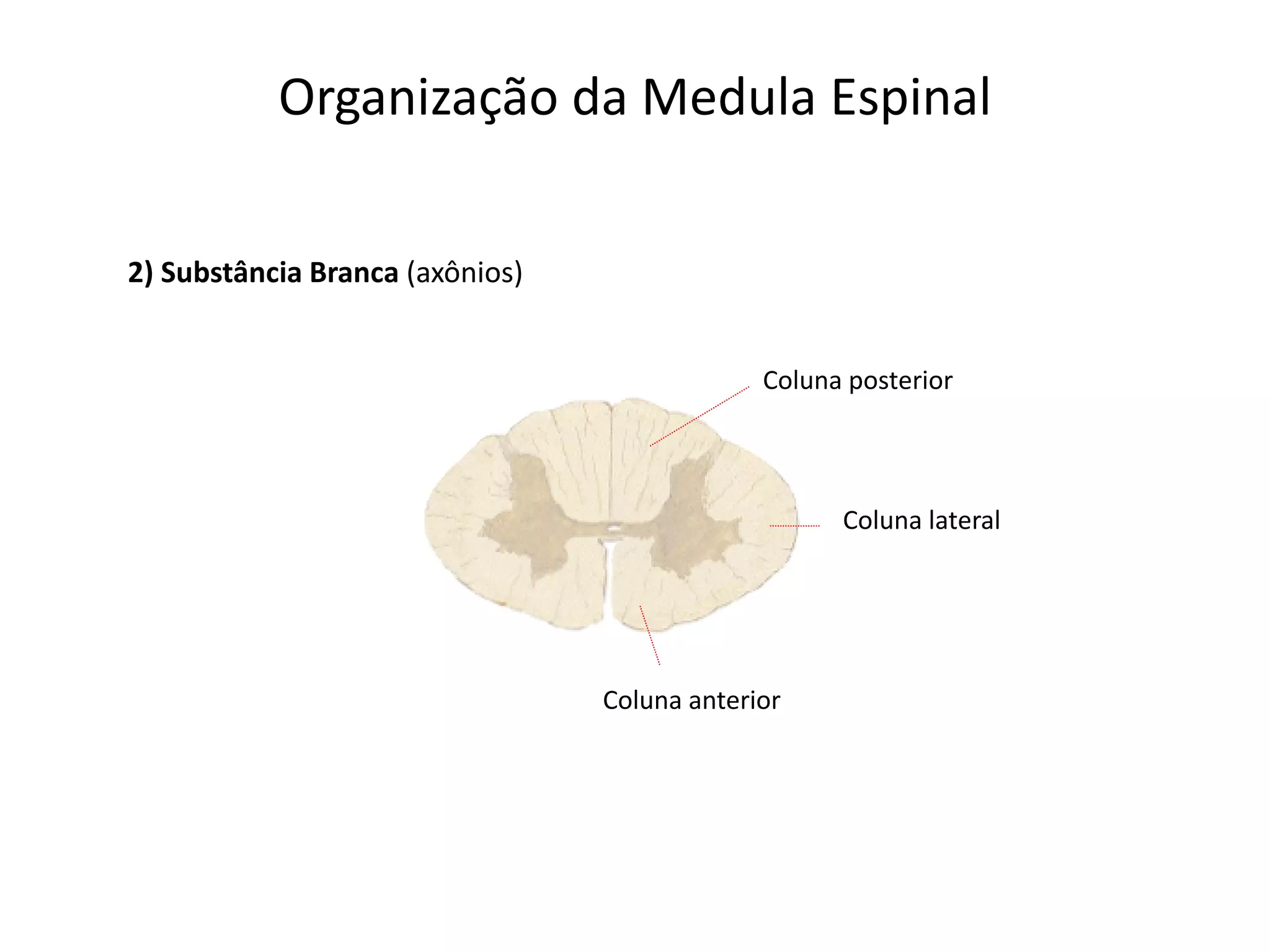 Organização da Medula Espinal
Coluna posterior
Coluna lateral
Coluna anterior
2) Substância Branca (axônios)
 