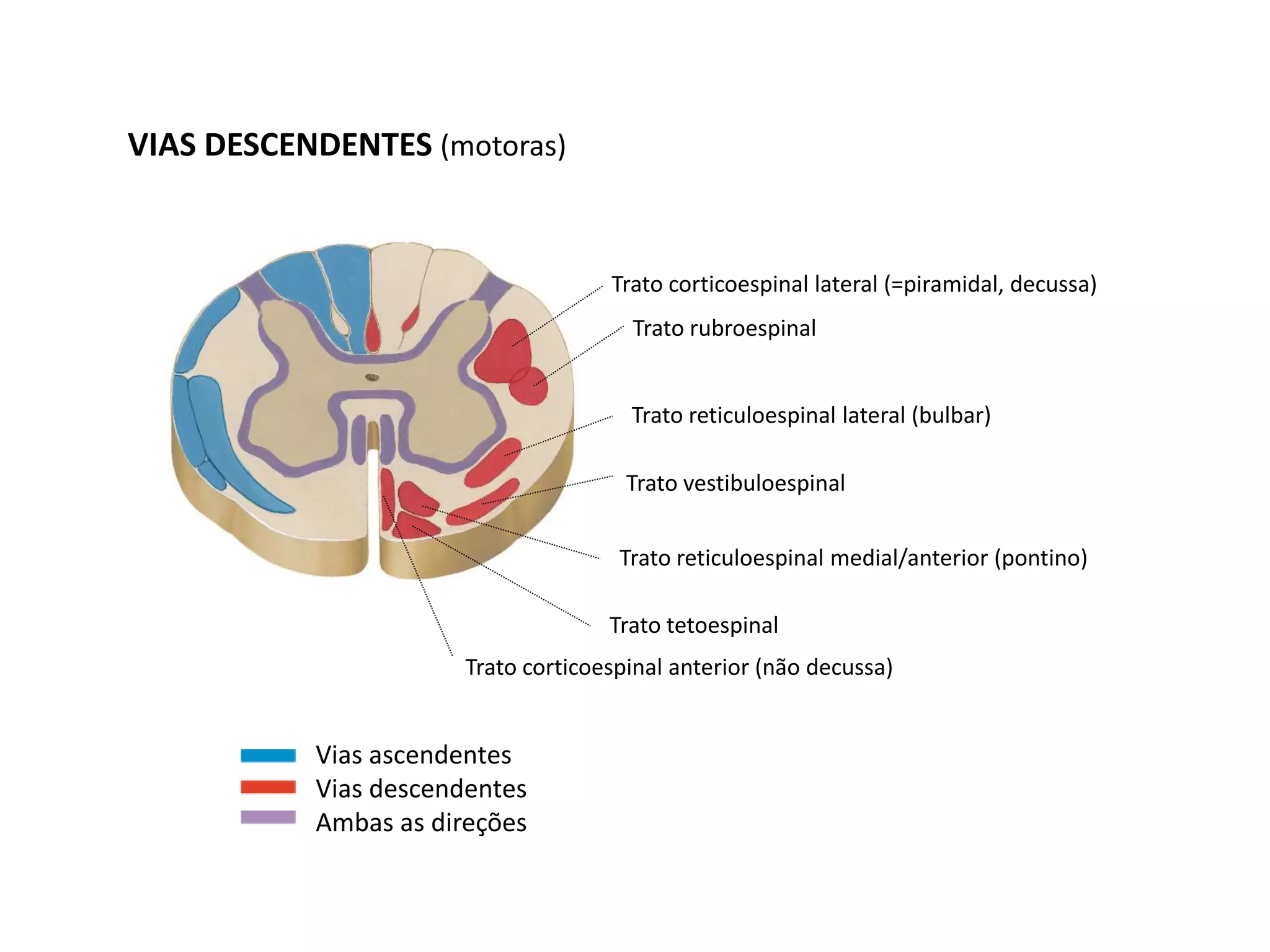 Vias ascendentes
Vias descendentes
Ambas as direções
Trato corticoespinal lateral (=piramidal, decussa)
Trato rubroespinal
Trato reticuloespinal lateral (bulbar)
Trato vestibuloespinal
Trato reticuloespinal medial/anterior (pontino)
Trato tetoespinal
Trato corticoespinal anterior (não decussa)
VIAS DESCENDENTES (motoras)
 