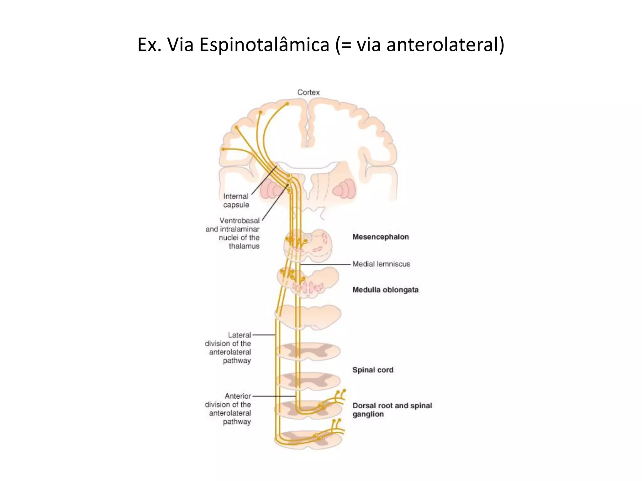 Ex. Via Espinotalâmica (= via anterolateral)
 