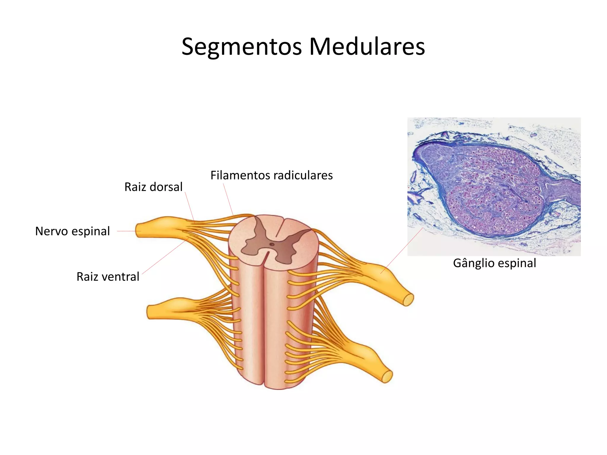 Segmentos Medulares
Raiz dorsal
Raiz ventral
Nervo espinal
Filamentos radiculares
Gânglio espinal
 
