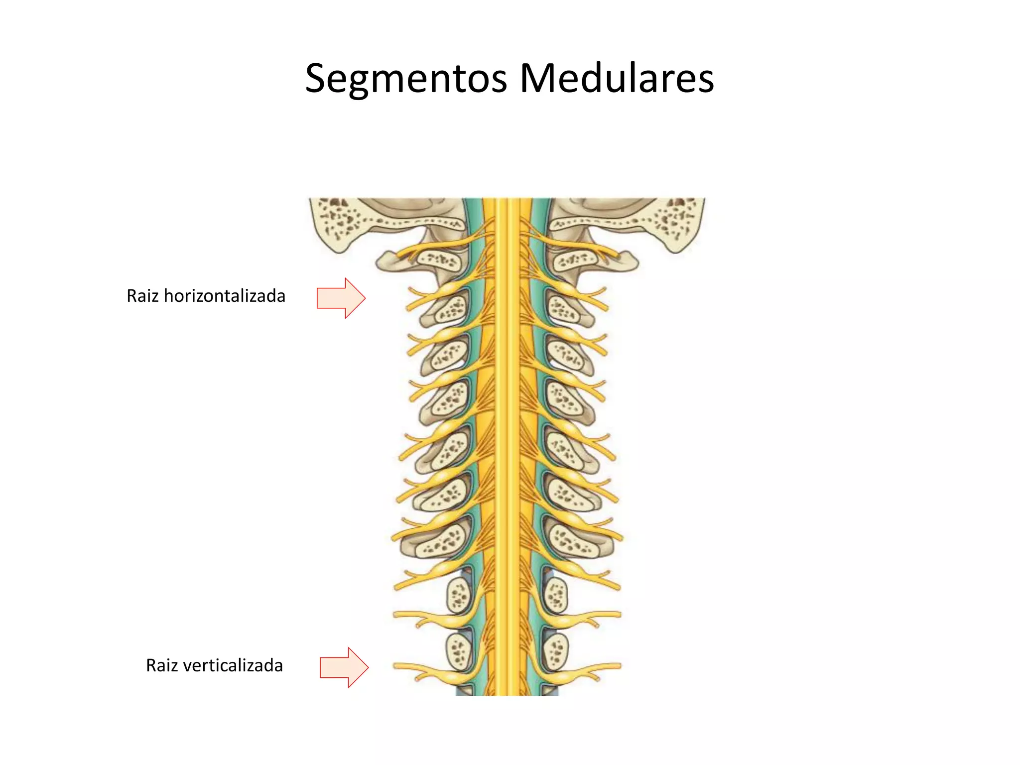 Segmentos Medulares
Raiz horizontalizada
Raiz verticalizada
 