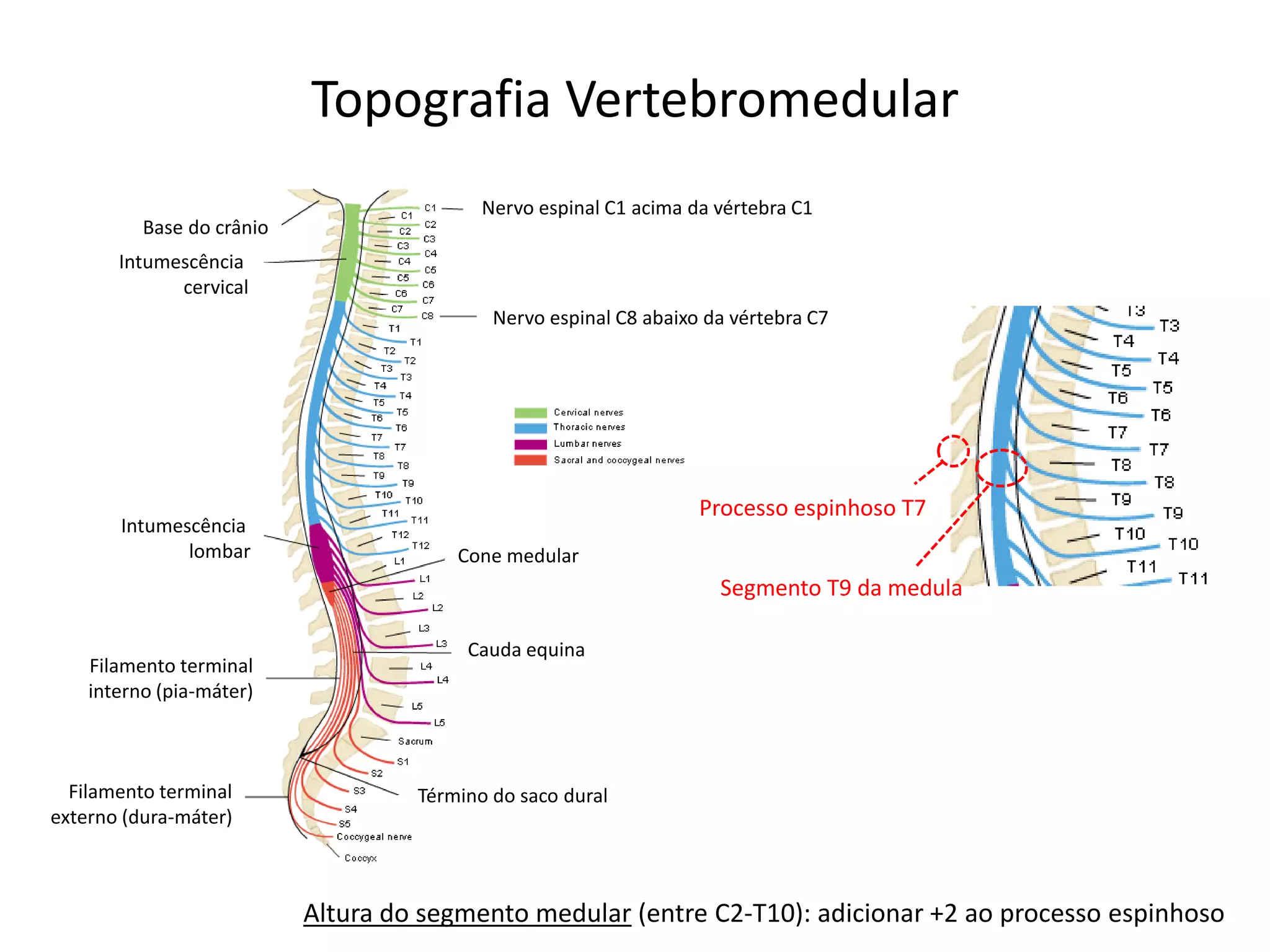 Topografia Vertebromedular
Altura do segmento medular (entre C2-T10): adicionar +2 ao processo espinhoso
Processo espinhoso T7
Segmento T9 da medula
Cone medular
Cauda equina
Término do saco duralFilamento terminal
externo (dura-máter)
Filamento terminal
interno (pia-máter)
Intumescência
lombar
Intumescência
cervical
Base do crânio
Nervo espinal C1 acima da vértebra C1
Nervo espinal C8 abaixo da vértebra C7
 