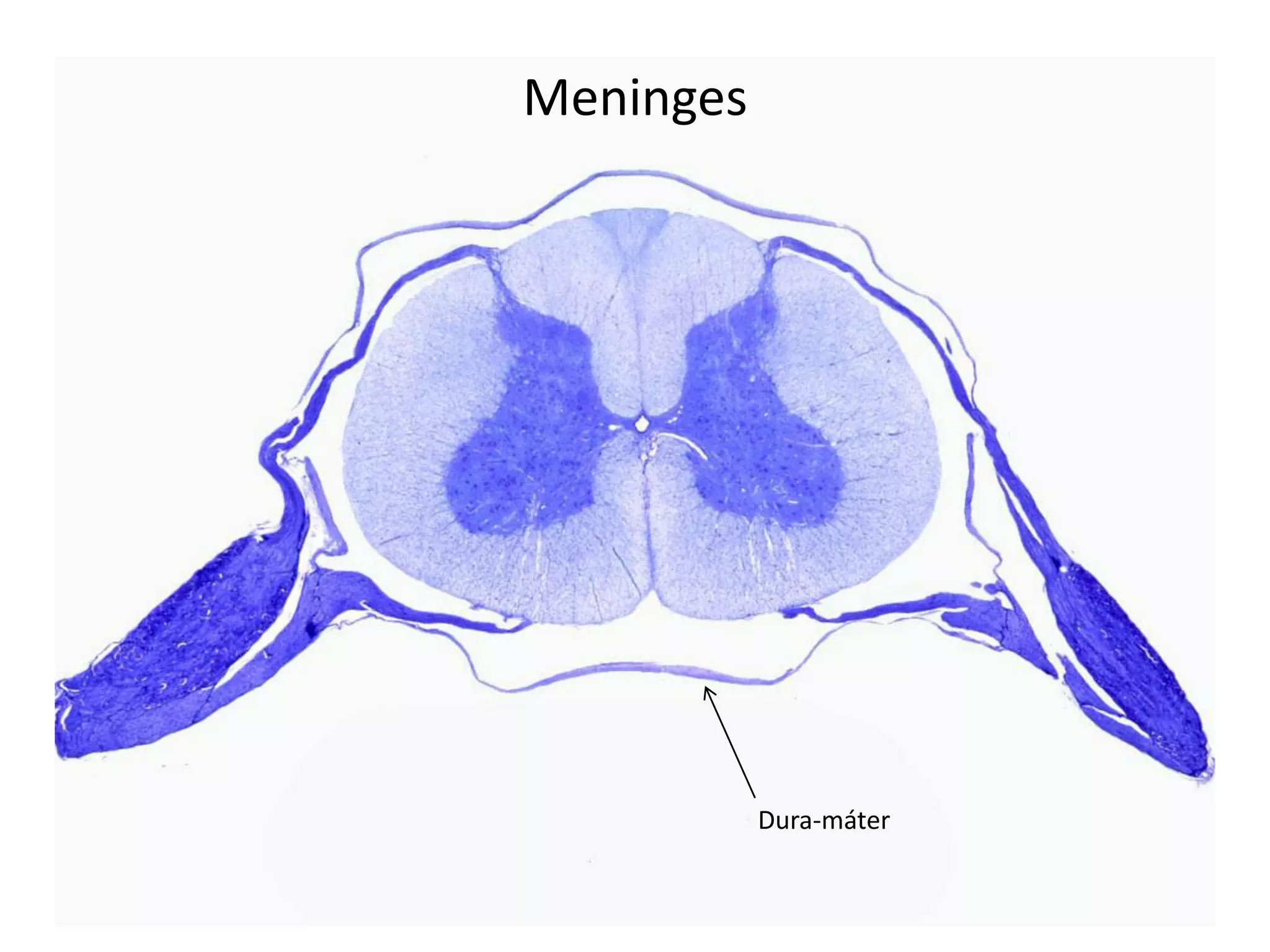 Meninges
Dura-máter
 