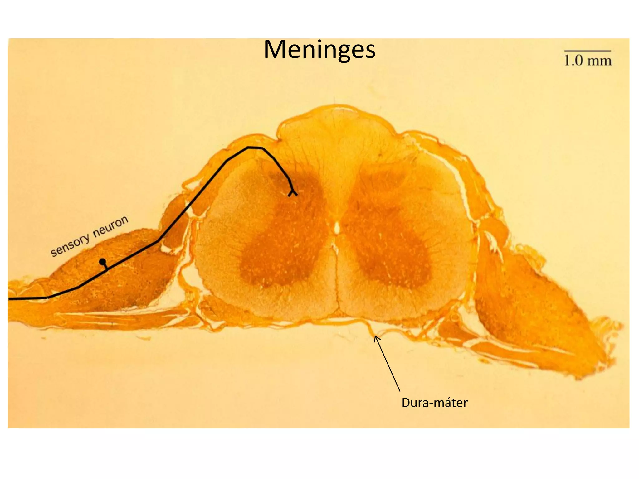 Meninges
Dura-máter
 