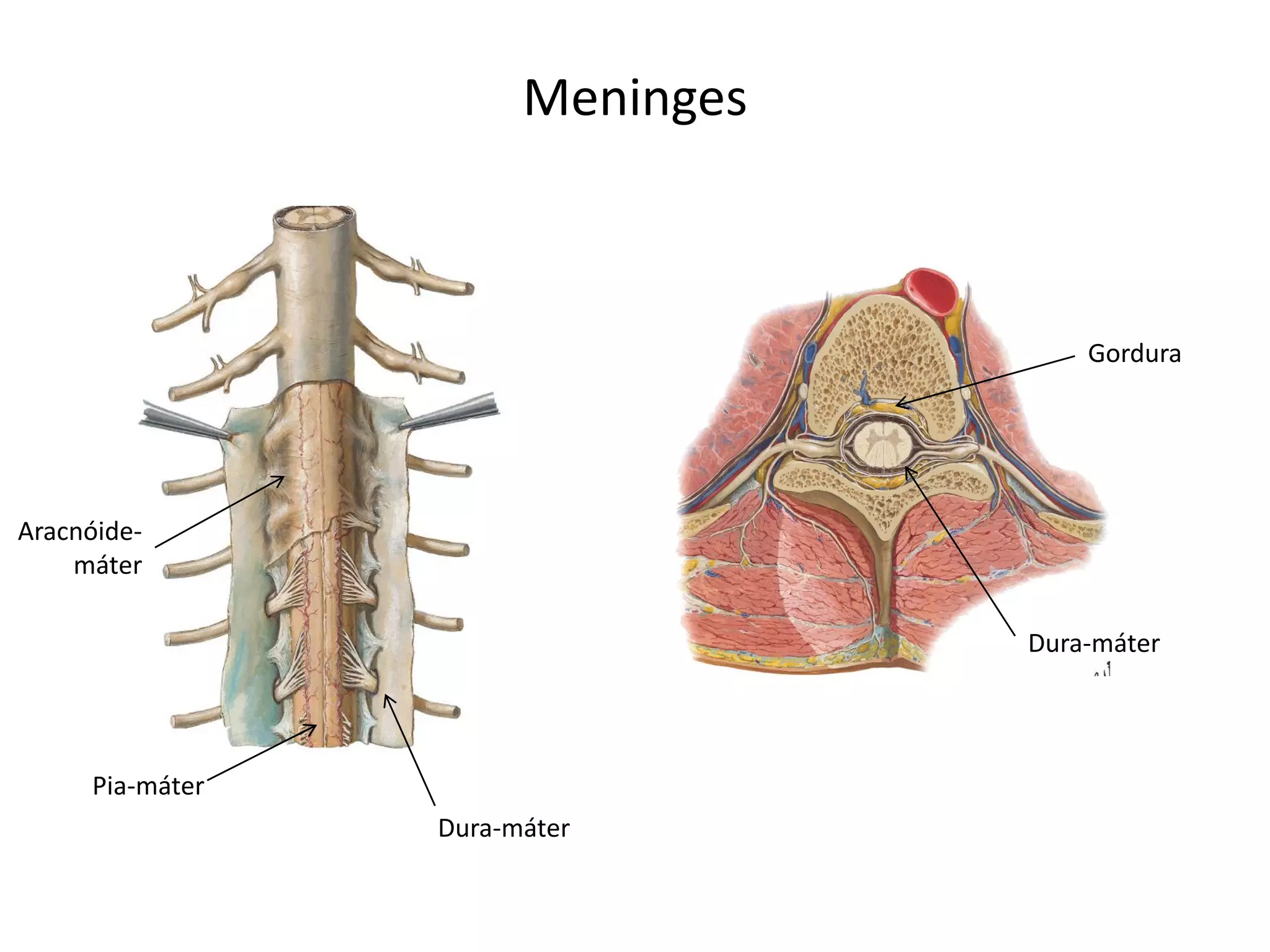 Meninges
Dura-máter
Aracnóide-
máter
Pia-máter
Gordura
Dura-máter
 