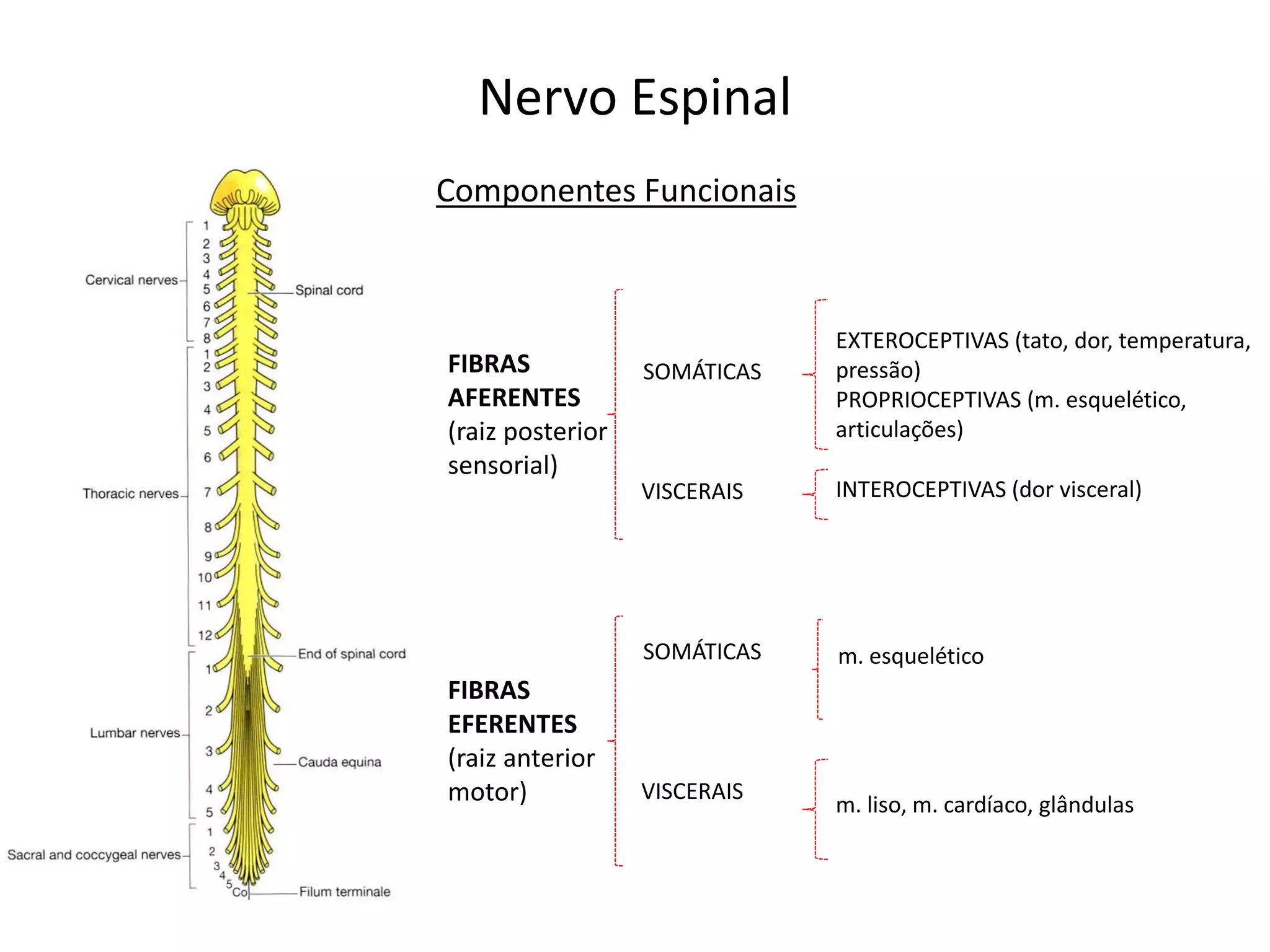Nervo Espinal
FIBRAS
AFERENTES
(raiz posterior
sensorial)
FIBRAS
EFERENTES
(raiz anterior
motor)
SOMÁTICAS m. esquelético
VISCERAIS
m. liso, m. cardíaco, glândulas
SOMÁTICAS
EXTEROCEPTIVAS (tato, dor, temperatura,
pressão)
PROPRIOCEPTIVAS (m. esquelético,
articulações)
VISCERAIS INTEROCEPTIVAS (dor visceral)
Componentes Funcionais
 