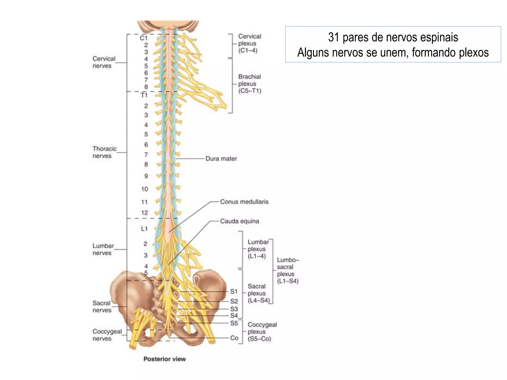 31 pares de nervos espinais
Alguns nervos se unem, formando plexos
 
