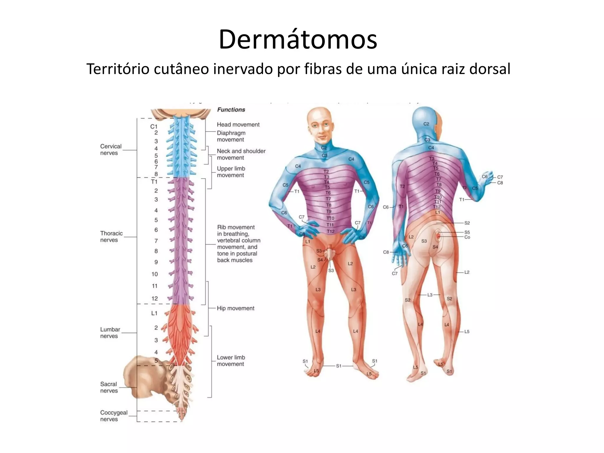 Dermátomos
Território cutâneo inervado por fibras de uma única raiz dorsal
 
