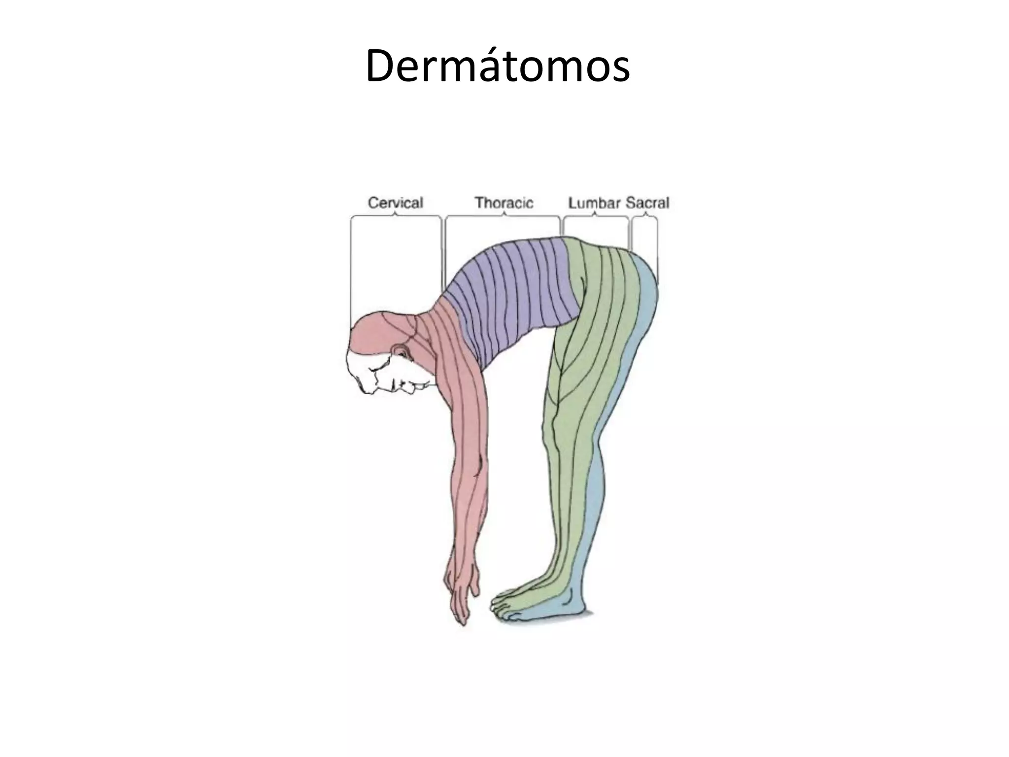 Dermátomos
 