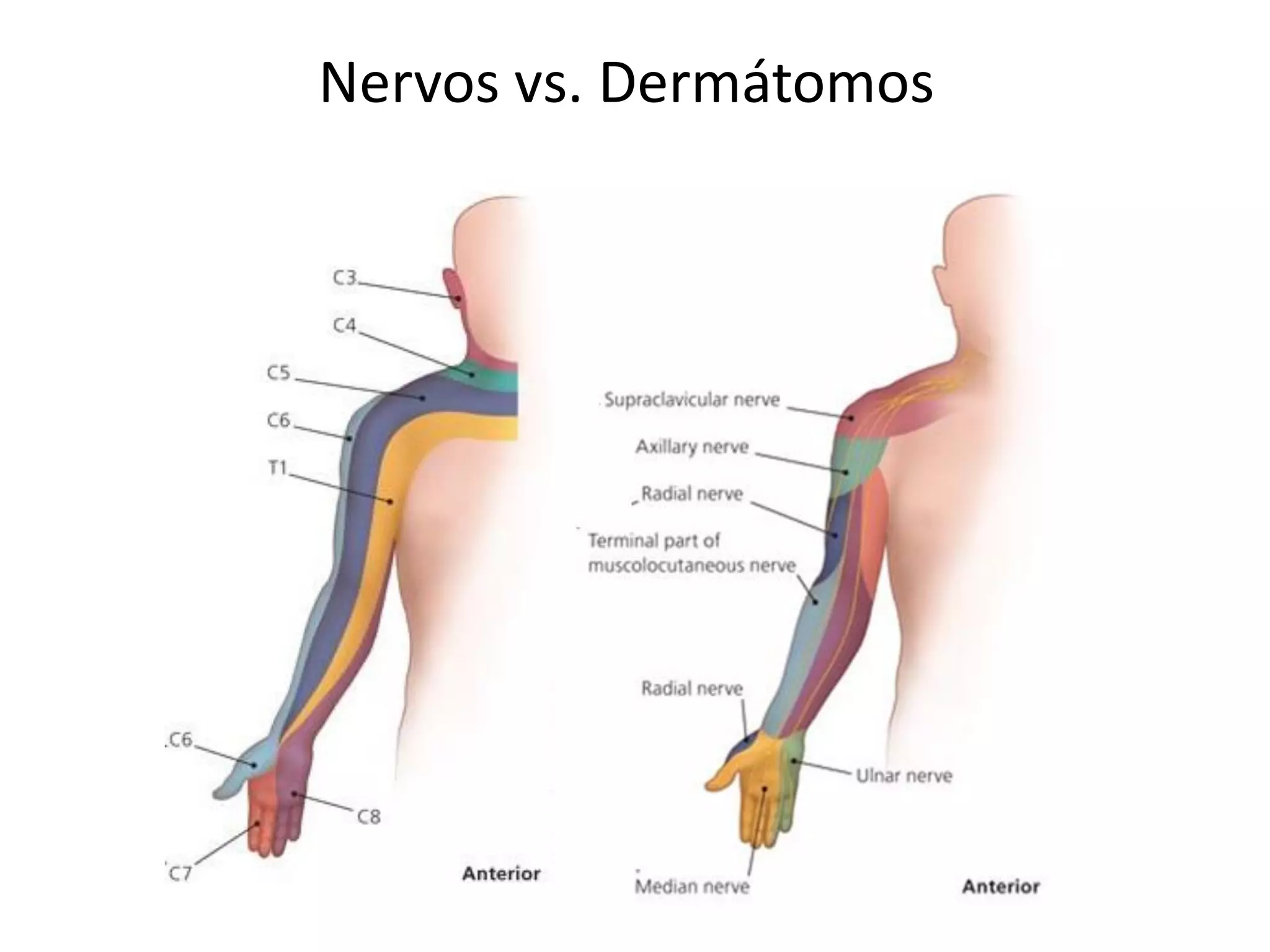 Nervos vs. Dermátomos
 