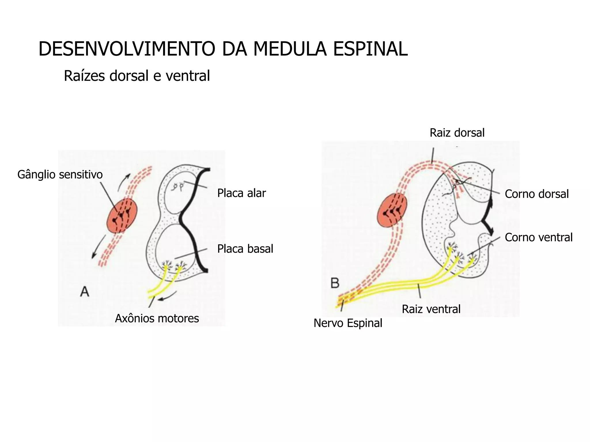 DESENVOLVIMENTO DA MEDULA ESPINAL
Raízes dorsal e ventral
Placa alar
Placa basal
Axônios motores
Gânglio sensitivo
Raiz dorsal
Raiz ventral
Nervo Espinal
Corno dorsal
Corno ventral
 