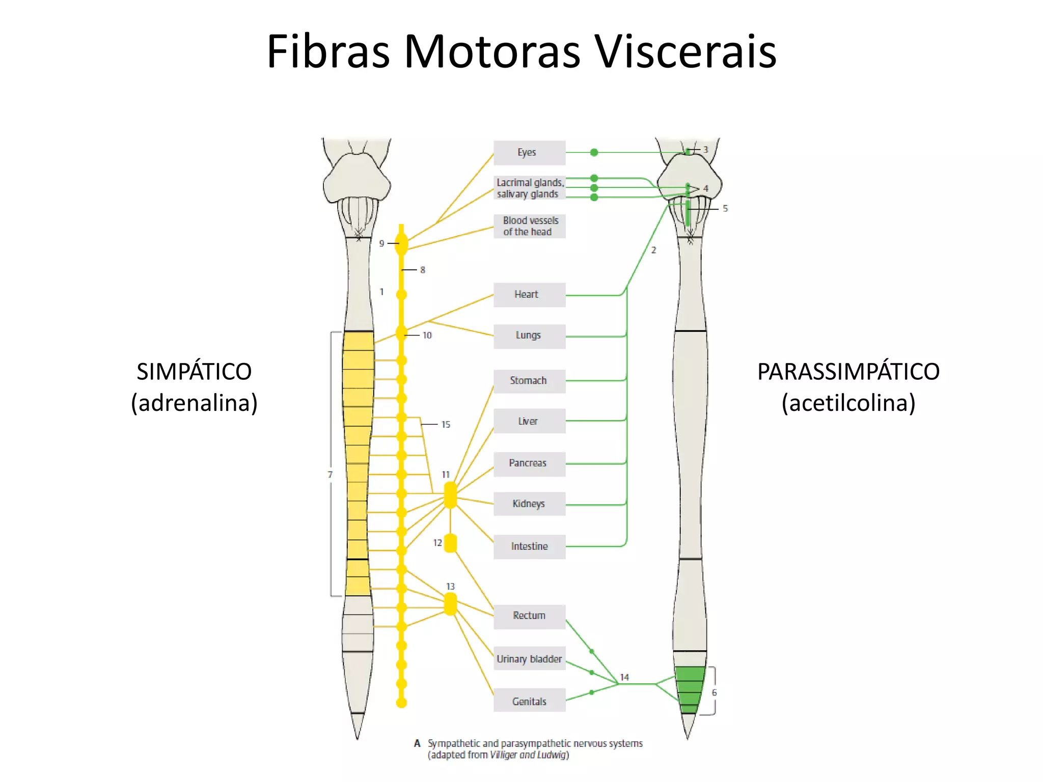 Fibras Motoras Viscerais
SIMPÁTICO
(adrenalina)
PARASSIMPÁTICO
(acetilcolina)
 