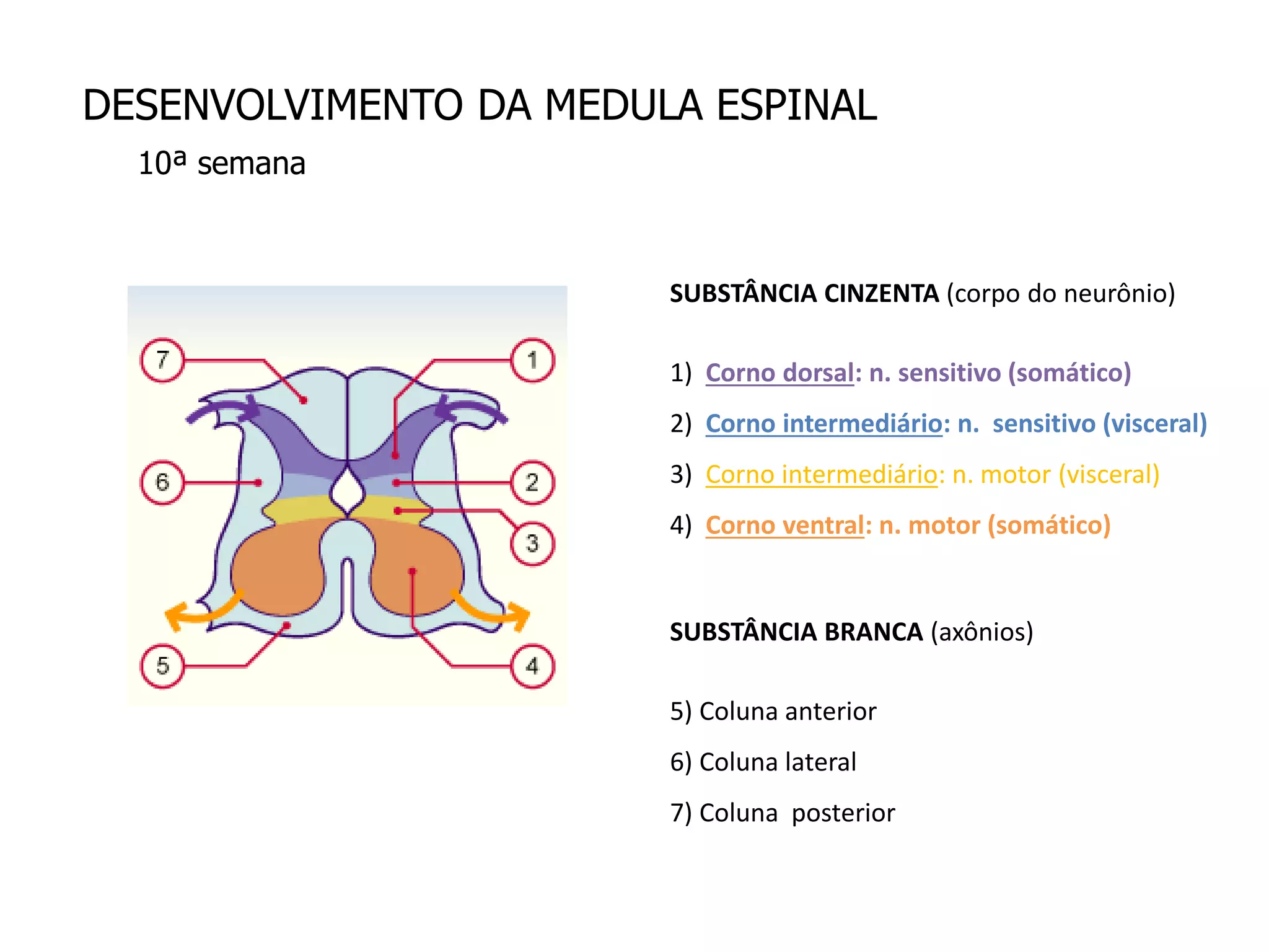 DESENVOLVIMENTO DA MEDULA ESPINAL
10ª semana
SUBSTÂNCIA CINZENTA (corpo do neurônio)
1) Corno dorsal: n. sensitivo (somático)
2) Corno intermediário: n. sensitivo (visceral)
3) Corno intermediário: n. motor (visceral)
4) Corno ventral: n. motor (somático)
SUBSTÂNCIA BRANCA (axônios)
5) Coluna anterior
6) Coluna lateral
7) Coluna posterior
 
