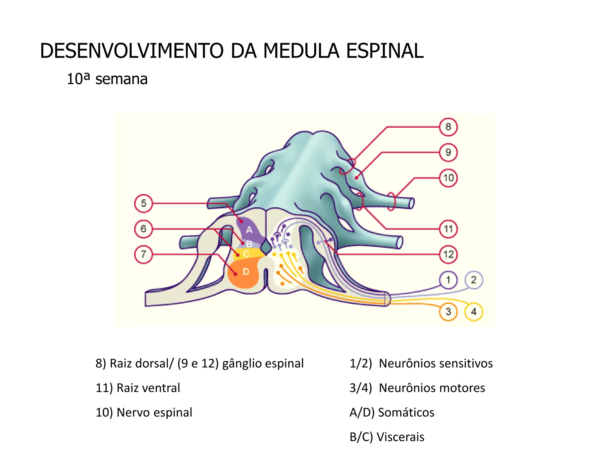 DESENVOLVIMENTO DA MEDULA ESPINAL
10ª semana
1/2) Neurônios sensitivos
3/4) Neurônios motores
A/D) Somáticos
B/C) Viscerais
8) Raiz dorsal/ (9 e 12) gânglio espinal
11) Raiz ventral
10) Nervo espinal
 