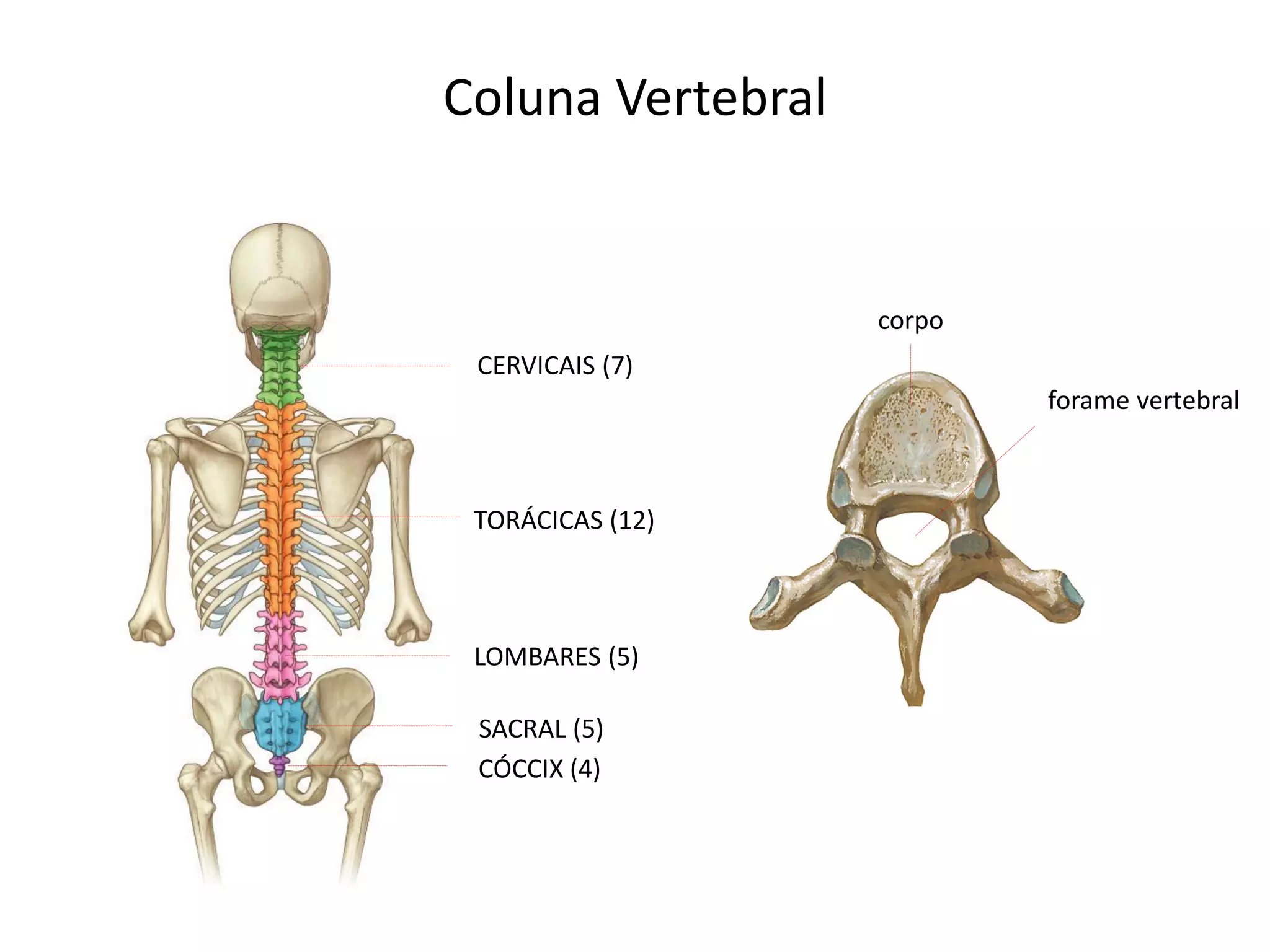 Coluna Vertebral
TORÁCICAS (12)
LOMBARES (5)
CERVICAIS (7)
SACRAL (5)
CÓCCIX (4)
corpo
forame vertebral
 