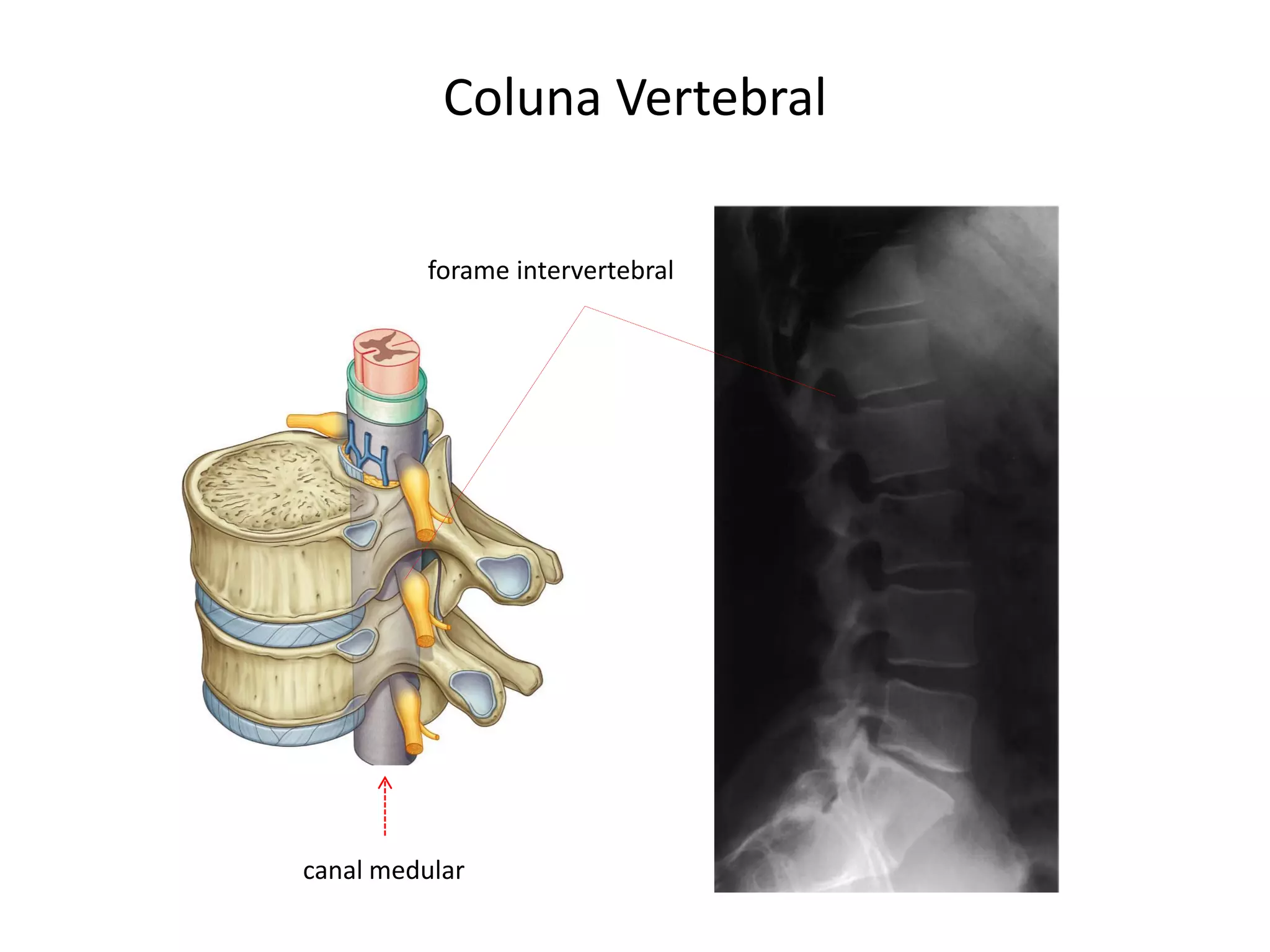 Coluna Vertebral
forame intervertebral
canal medular
 