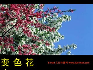 变 色 花 卉 E-mail 文化传播网 www.52e-mail.com 